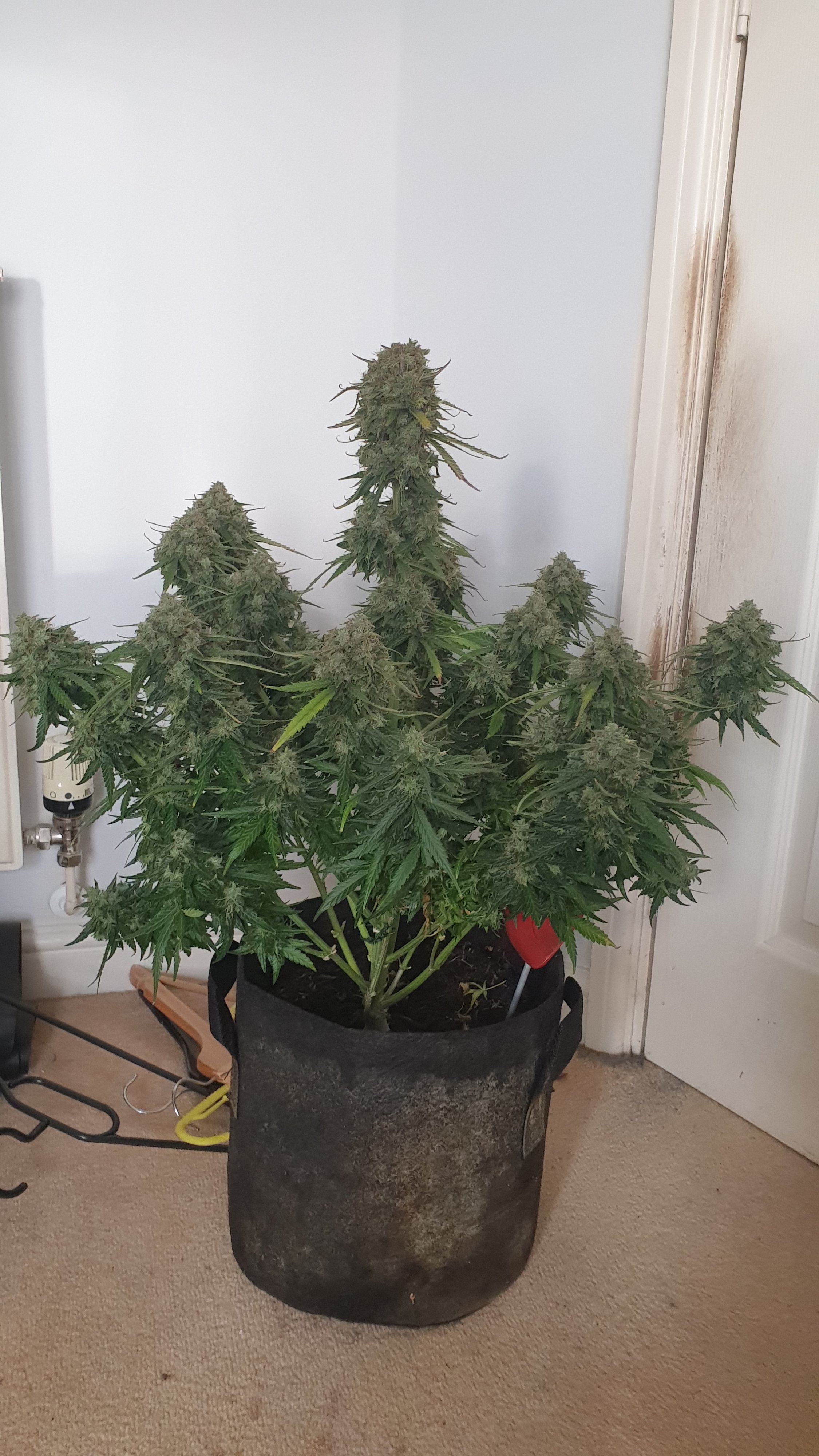 Well there she finally is my first succesful auto grow lol