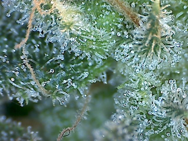 Wet dreams day 59