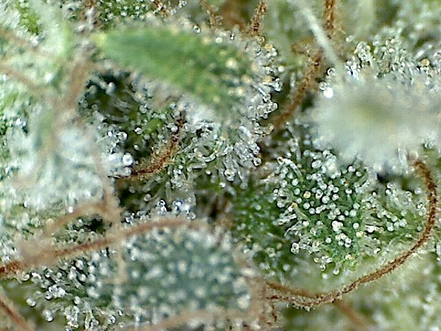Wet dreams week 8