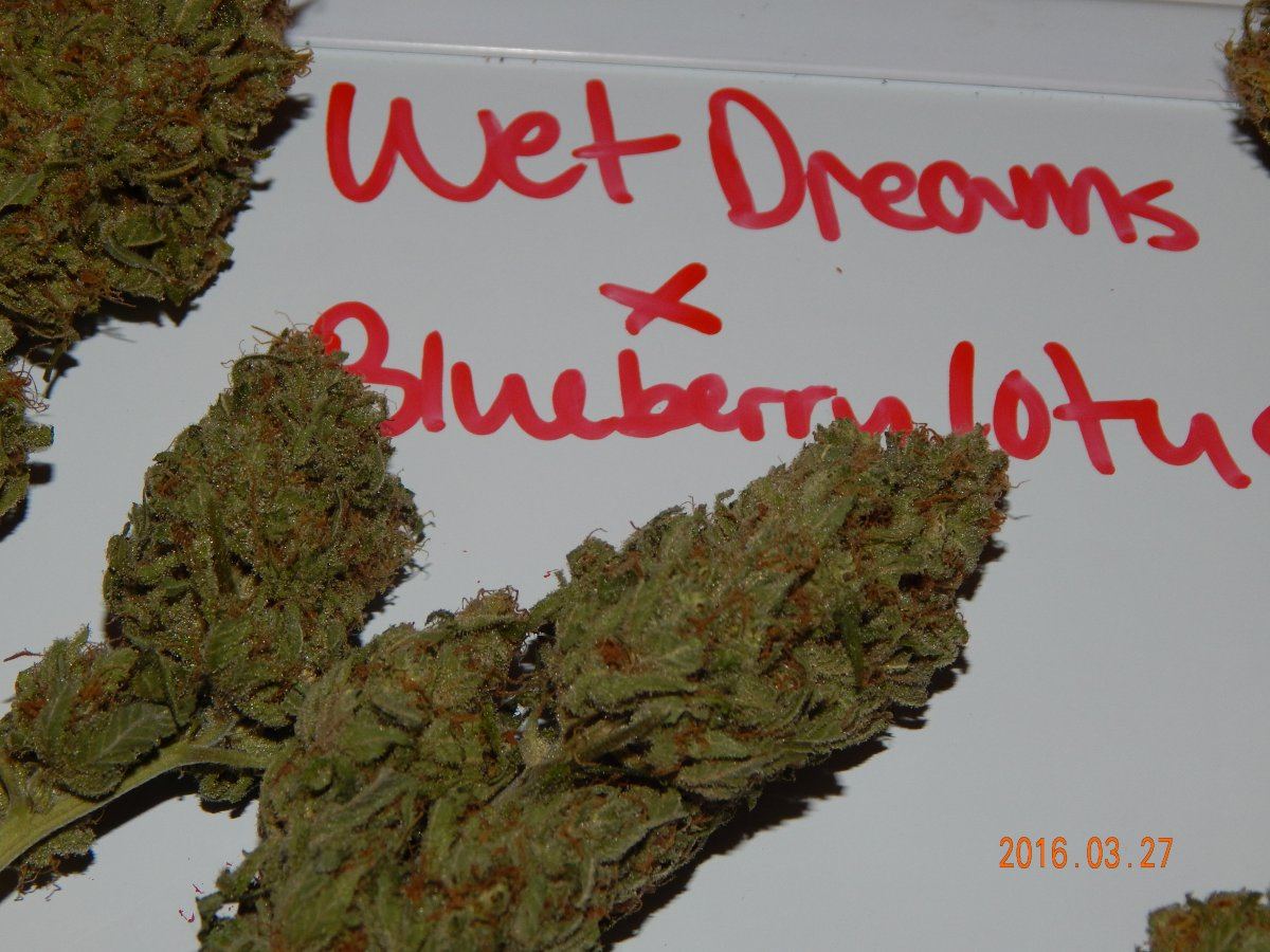 Wet dreams x blueberry lotus 002