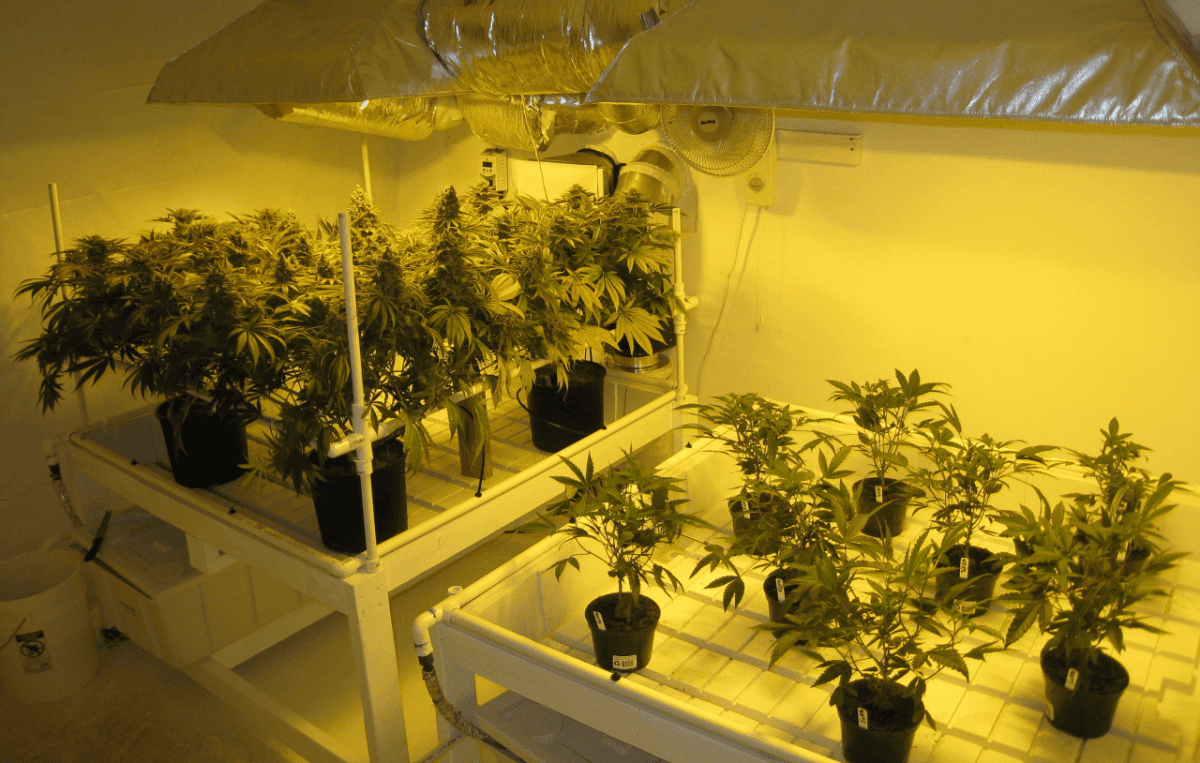 WFAAGV transplant1