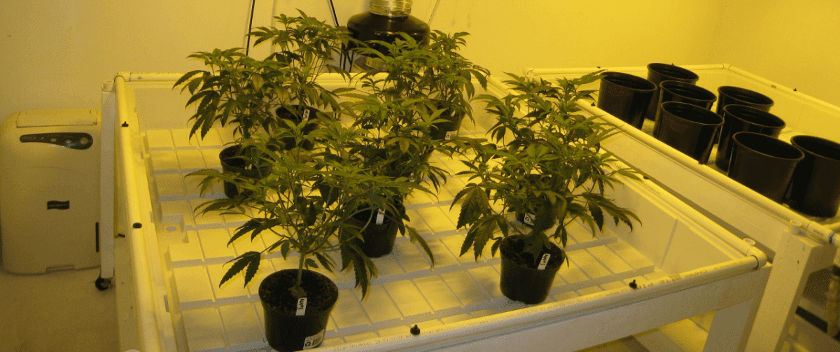 WFAAGV transplant2