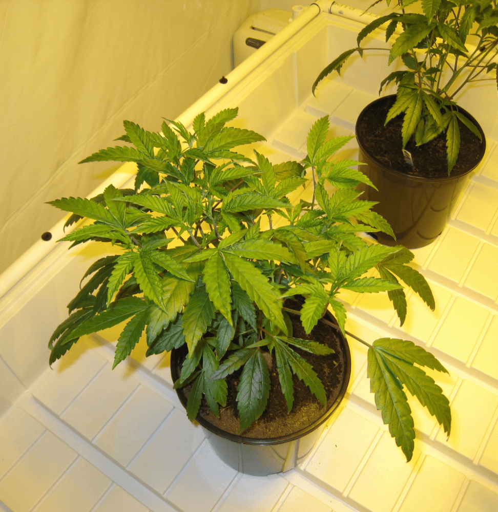 WFAAGV transplant4