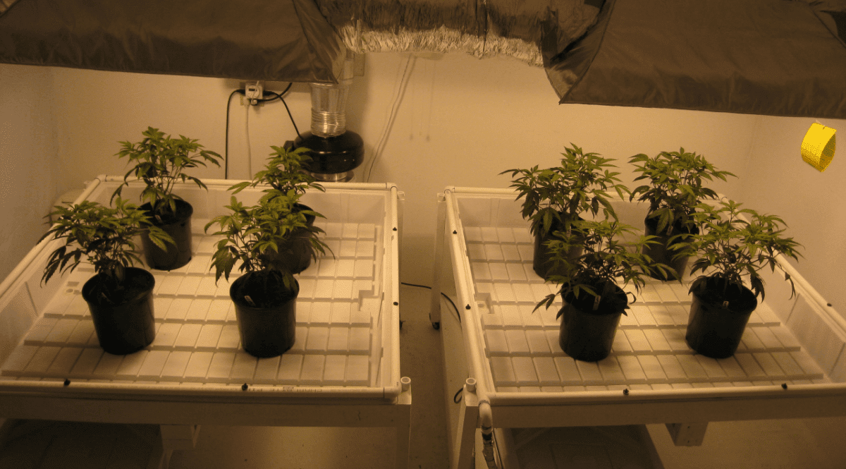 WFAAGV transplant5