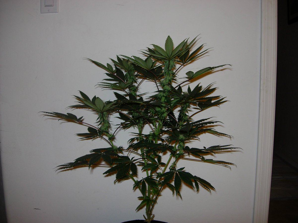 WFLA 1 Indica leaner