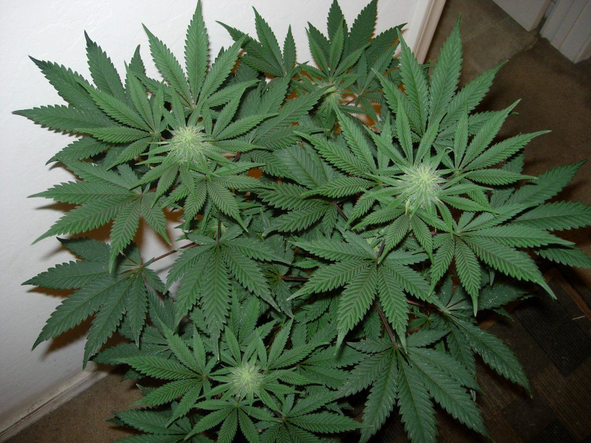 WFLA 2 indica leaner 2