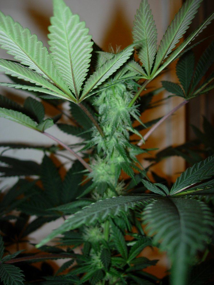 WFLA 3 indica leaner 3