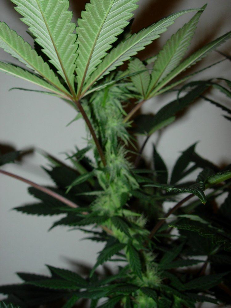 WFLA 4 indica leaner 4