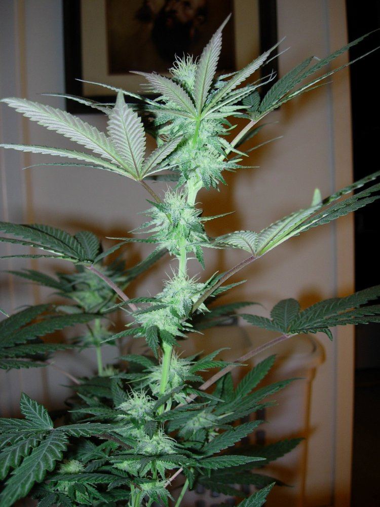 WFLA sativa leaner pheno 2