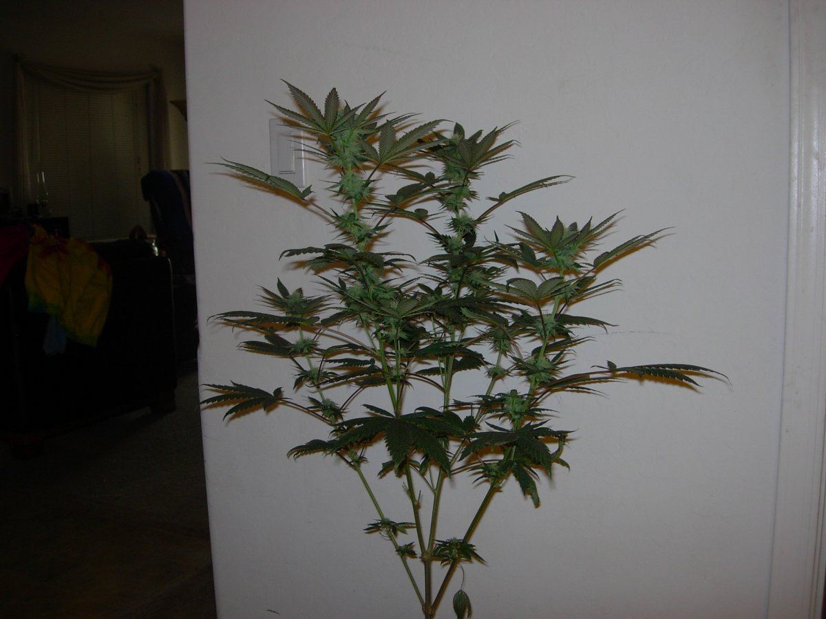 WFLA sativa pheno 1