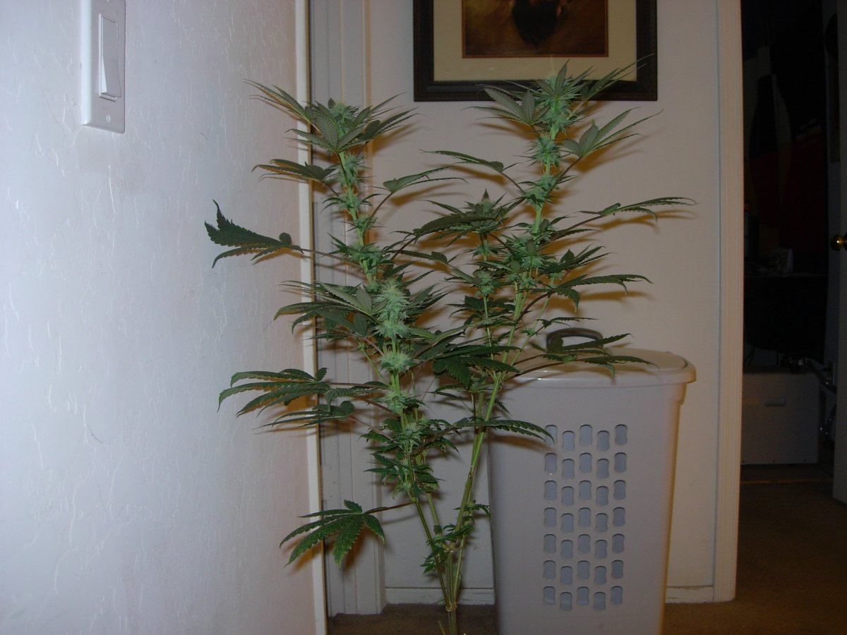 WFLA  sativa pheno 2