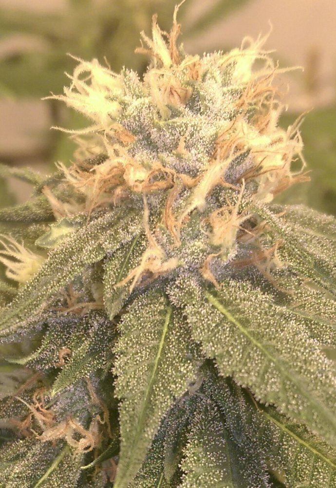 WGat36days