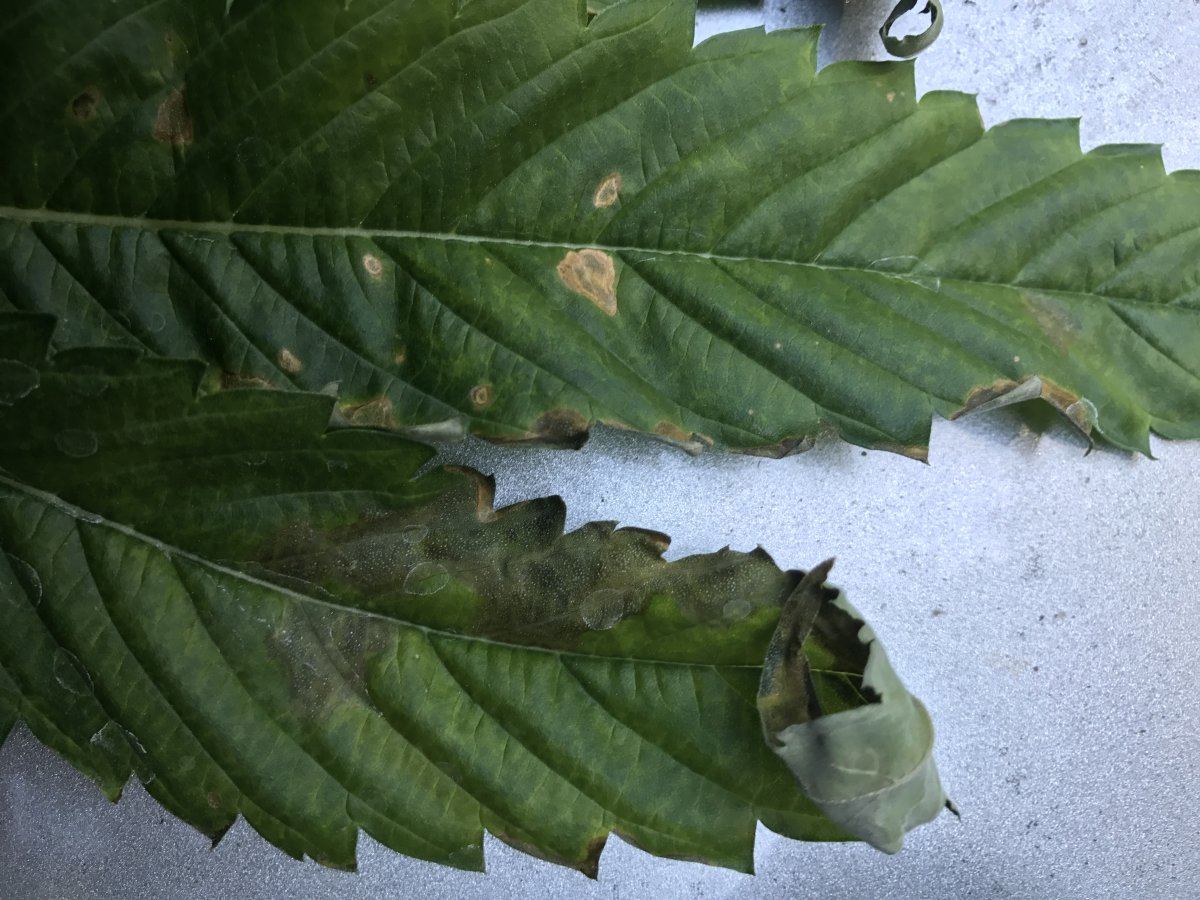 What am i doing wrong basement mix indoor grow 5