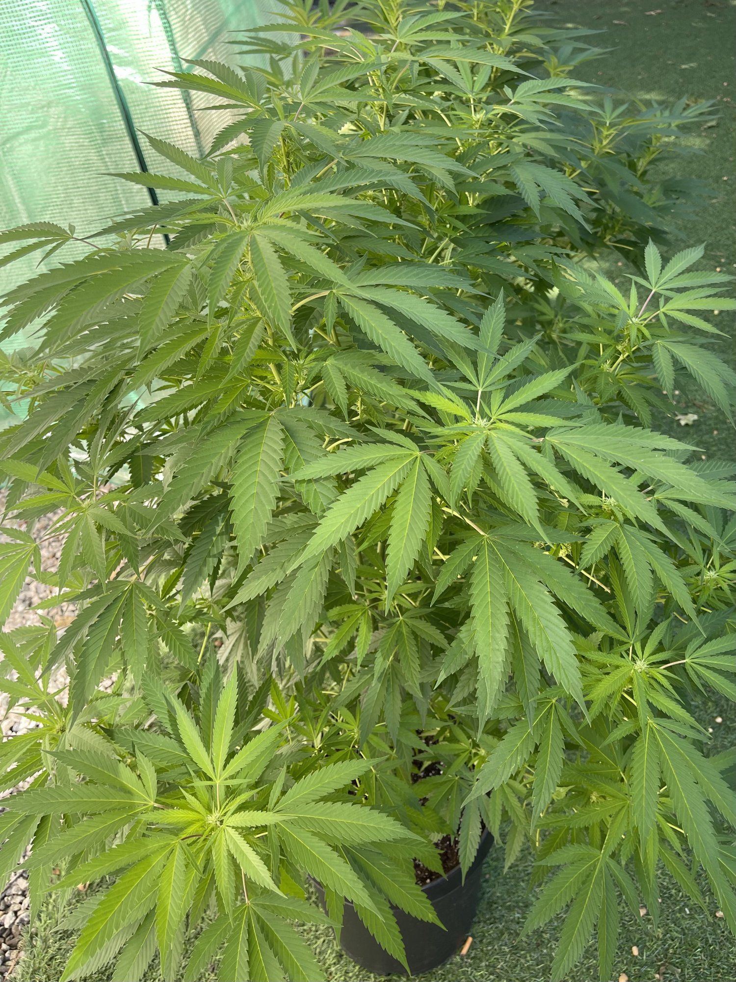 What am i growing  does it look healthy 2