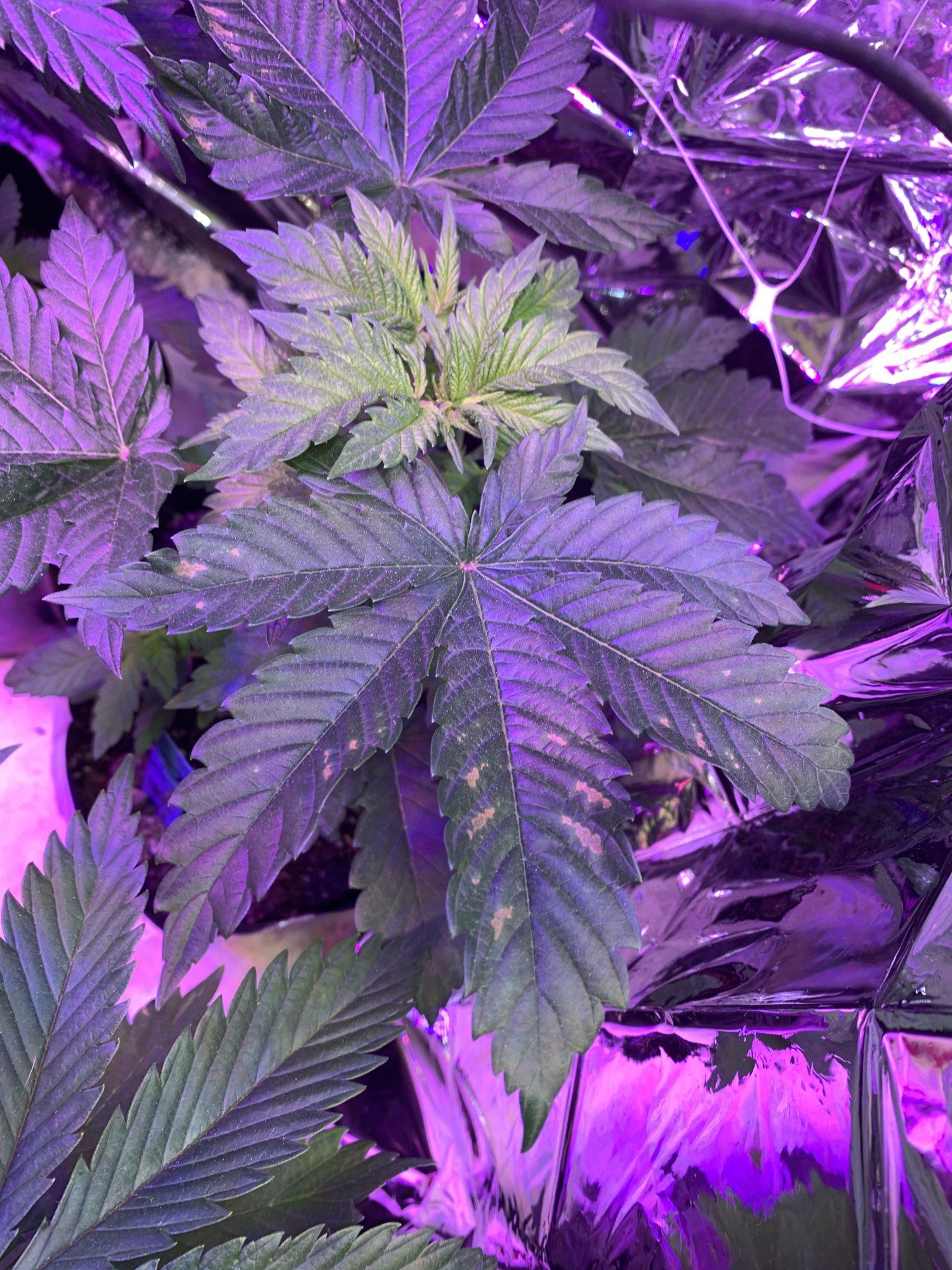 What are my leaves telling mebronze spots