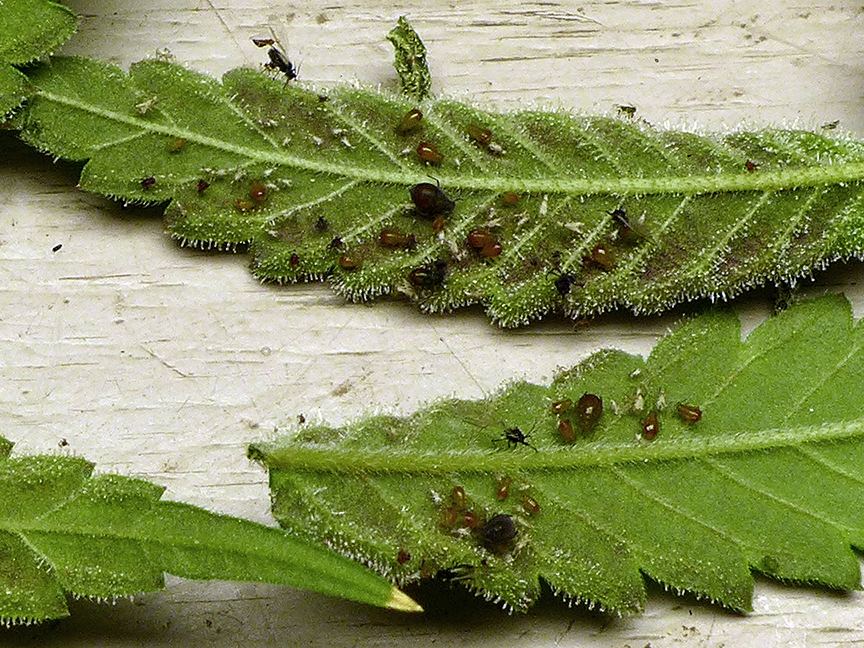 What are these bugs some sort of aphid 2