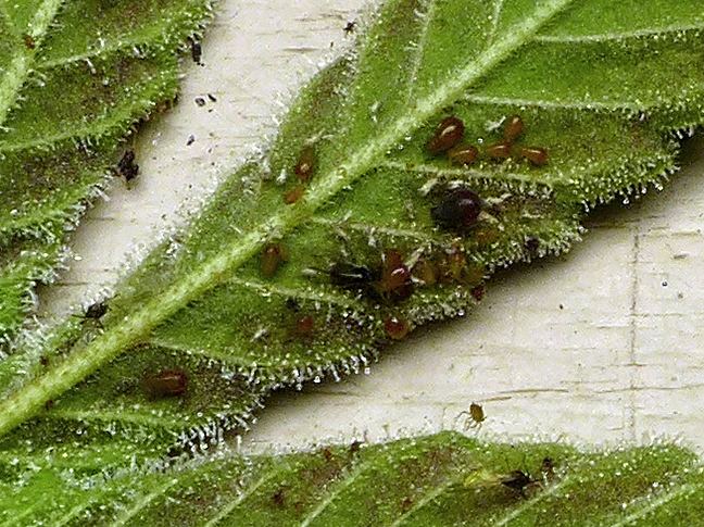 What are these bugs some sort of aphid 3