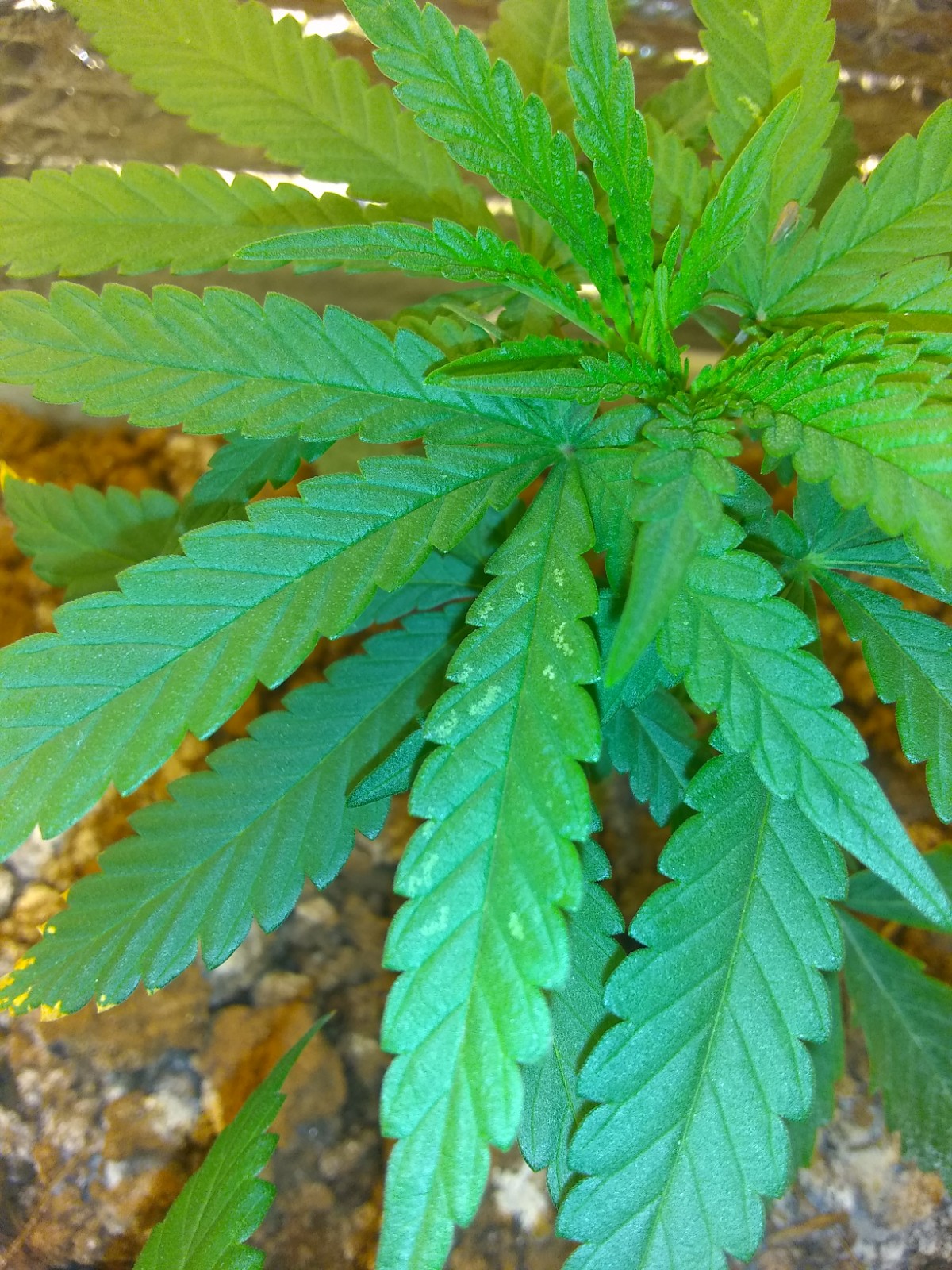 What are these discolorations on the leaves 2