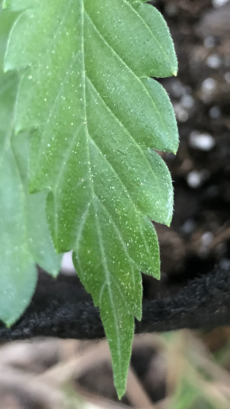 What are these little white dots on top of leaves 2