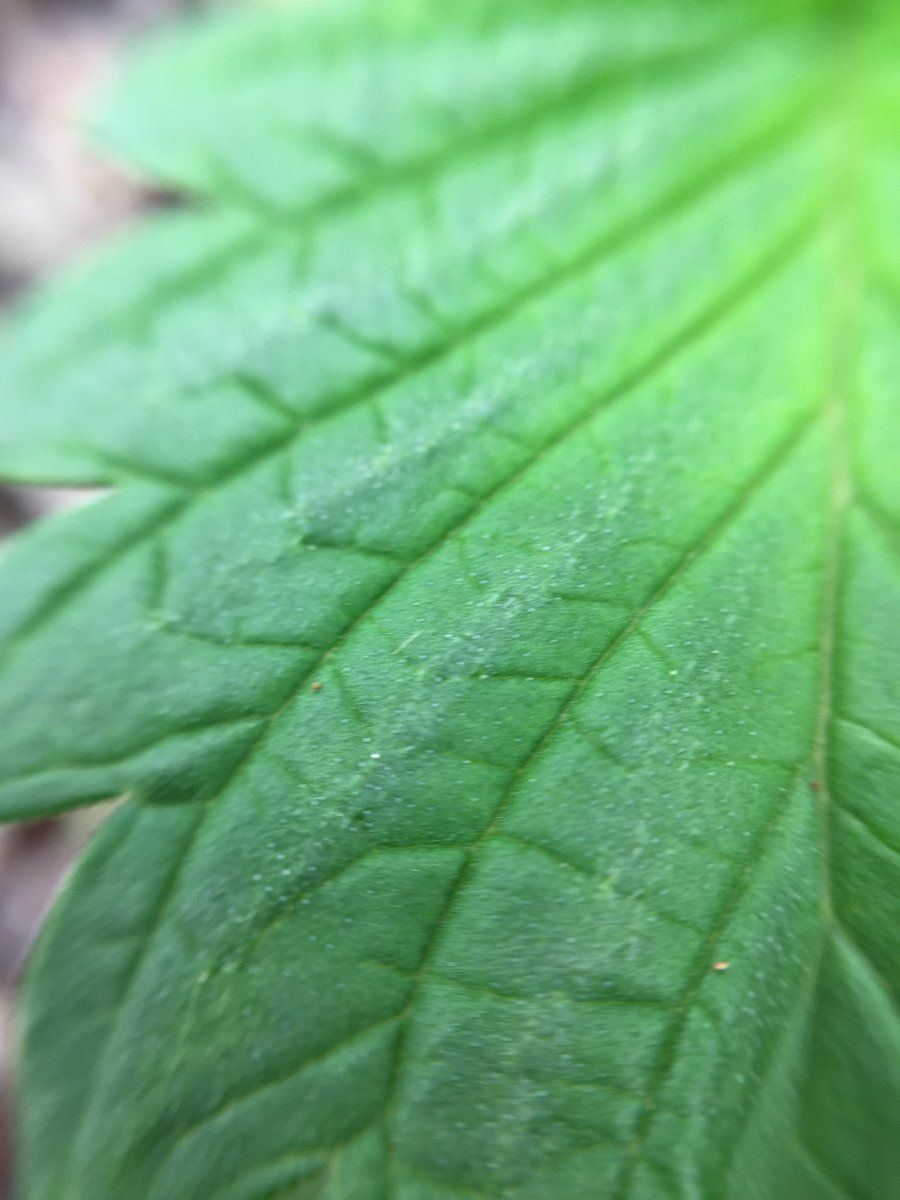 What are these salt looking specks 3