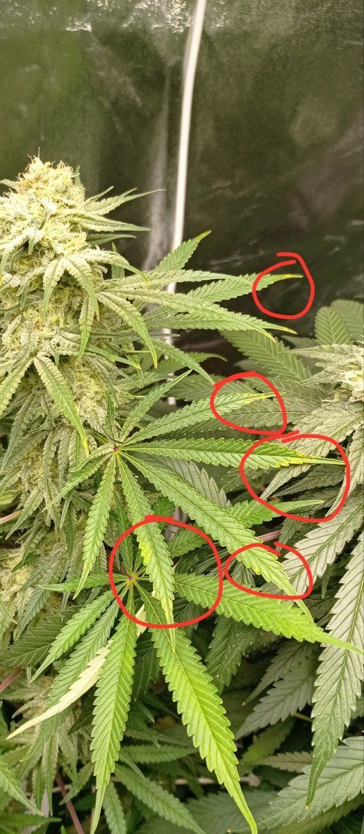 What are these spots caused by 7th week flowering