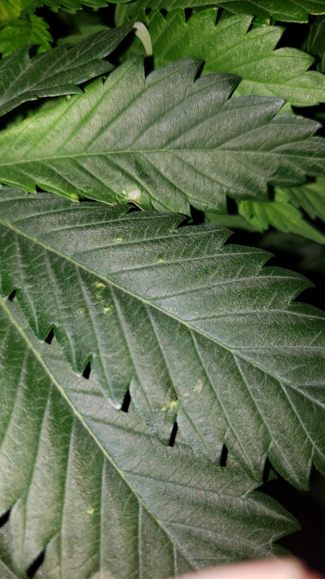 What are these spots on my leaves 2