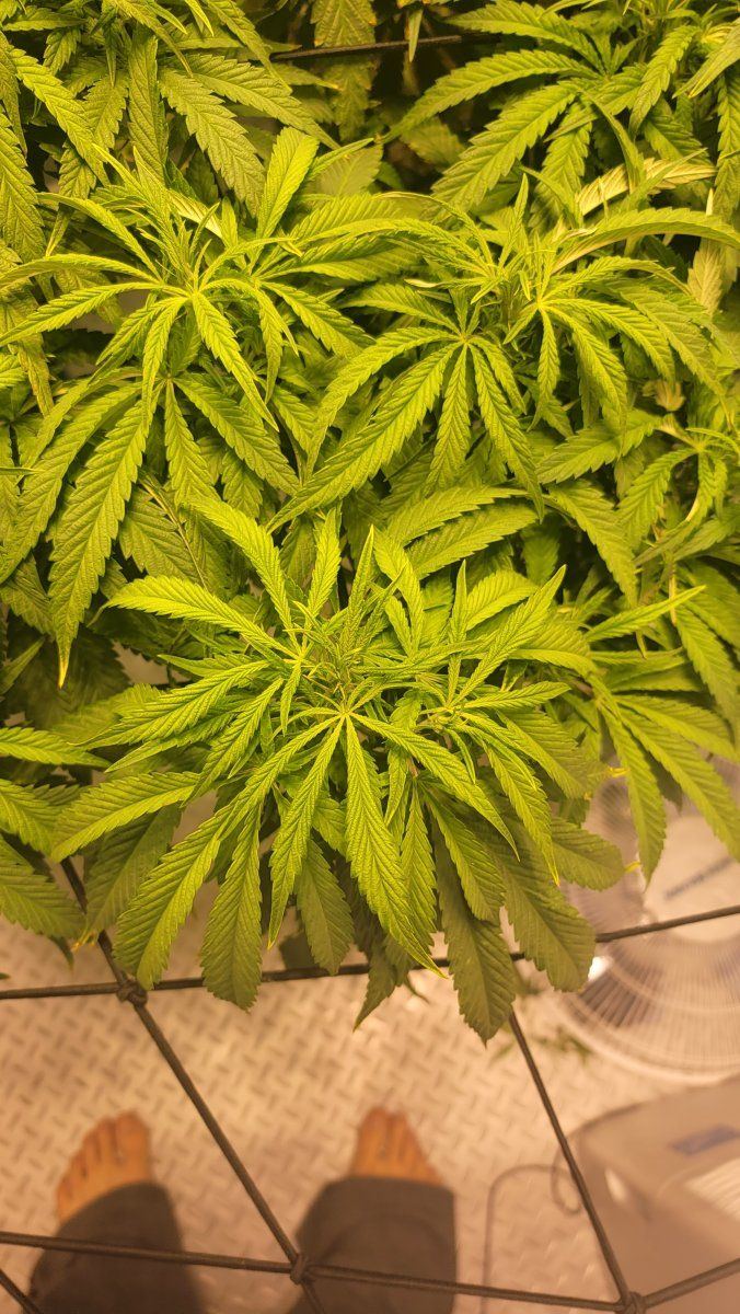 What are these thin fan leaves 120days in veg