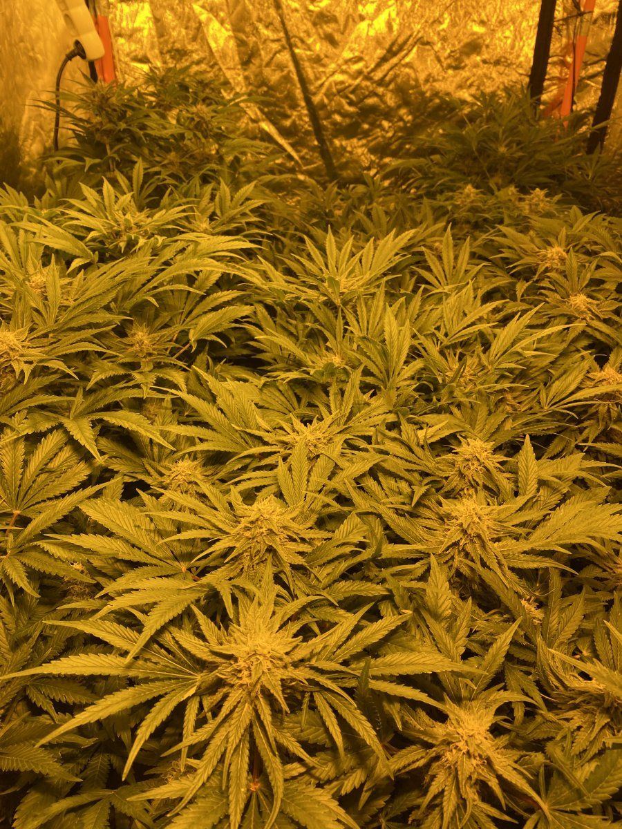 What can i do to give my girls more light