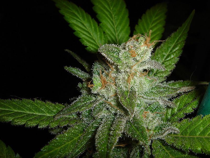 What chuckys got growing 10