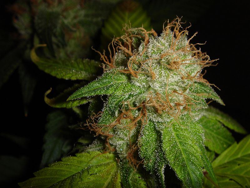 What chuckys got growing 11