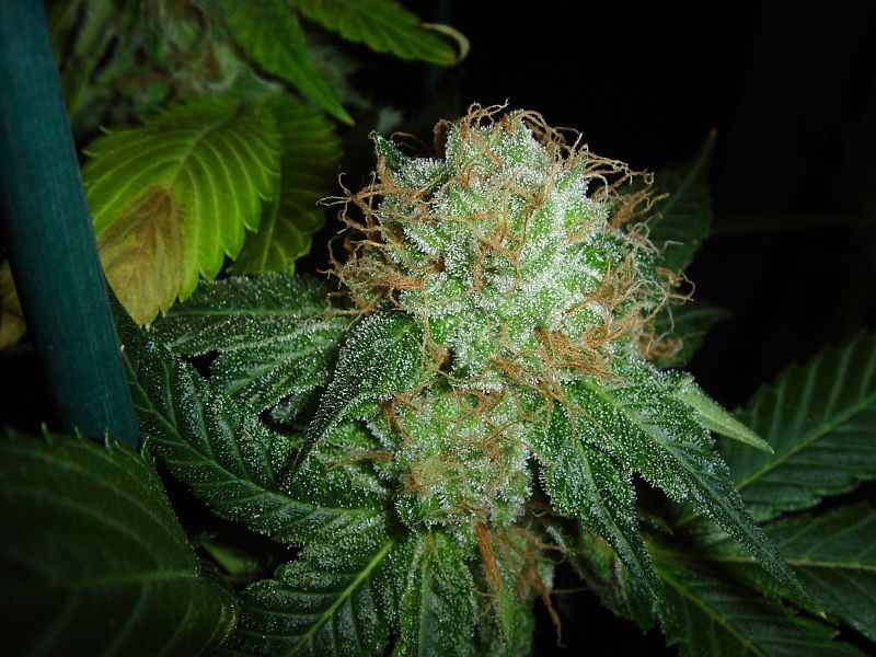 What chuckys got growing 12
