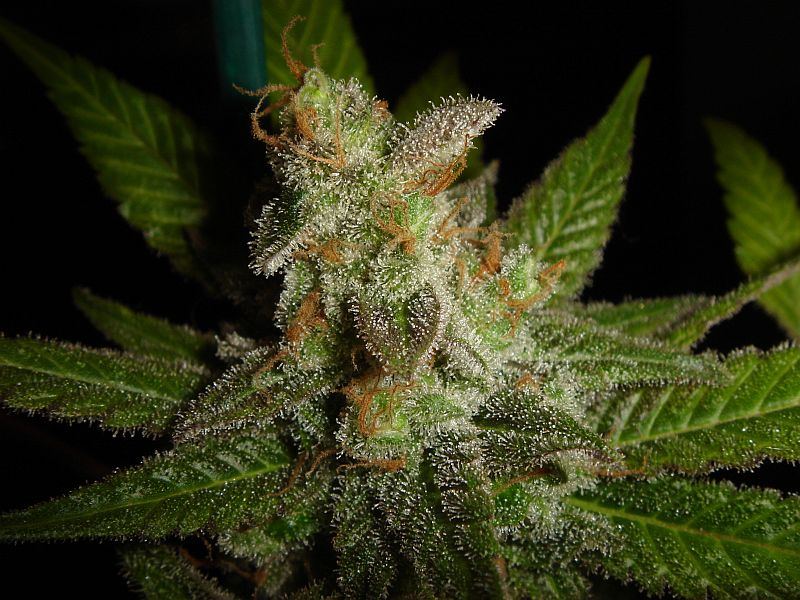 What chuckys got growing 13