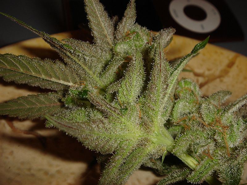 What chuckys got growing 15