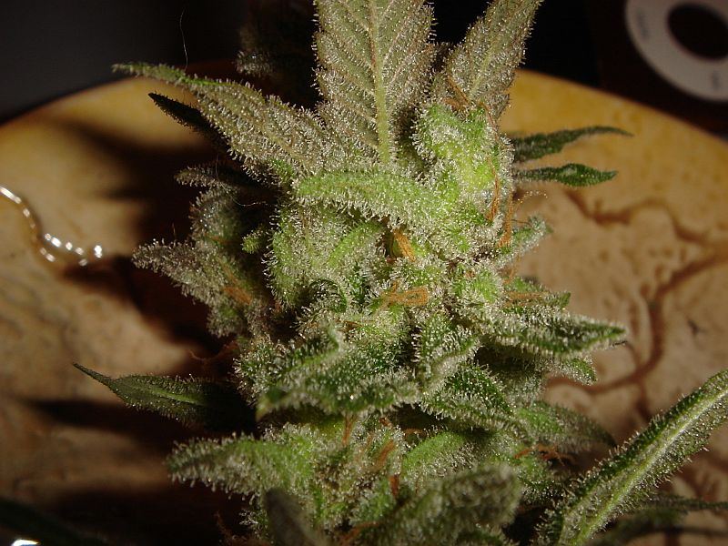 What chuckys got growing 16