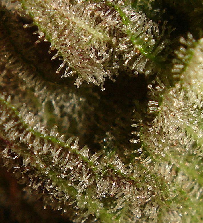 What chuckys got growing 17
