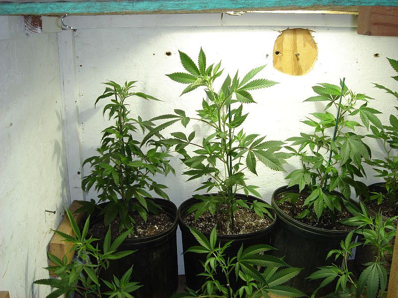 What chuckys got growing 3