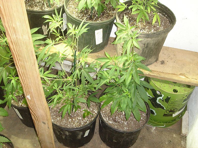 What chuckys got growing 4