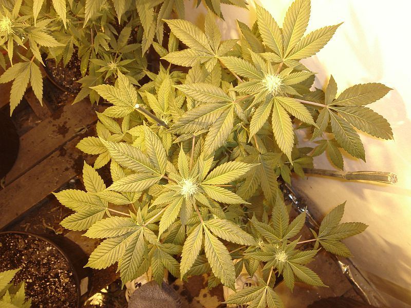 What chuckys got growing 5