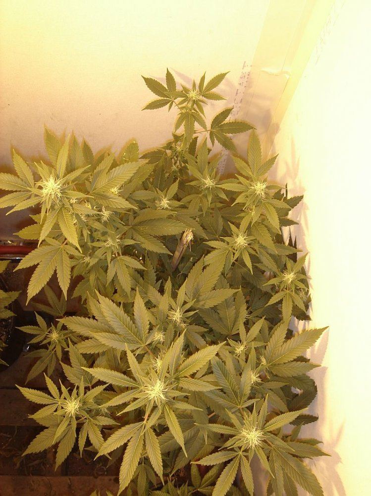 What chuckys got growing 6