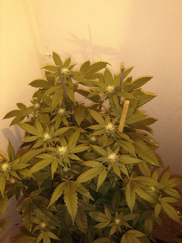 What chuckys got growing 7