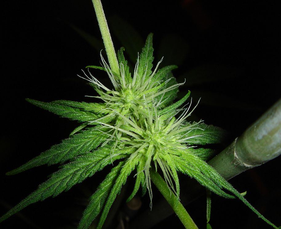 What chuckys got growing 8