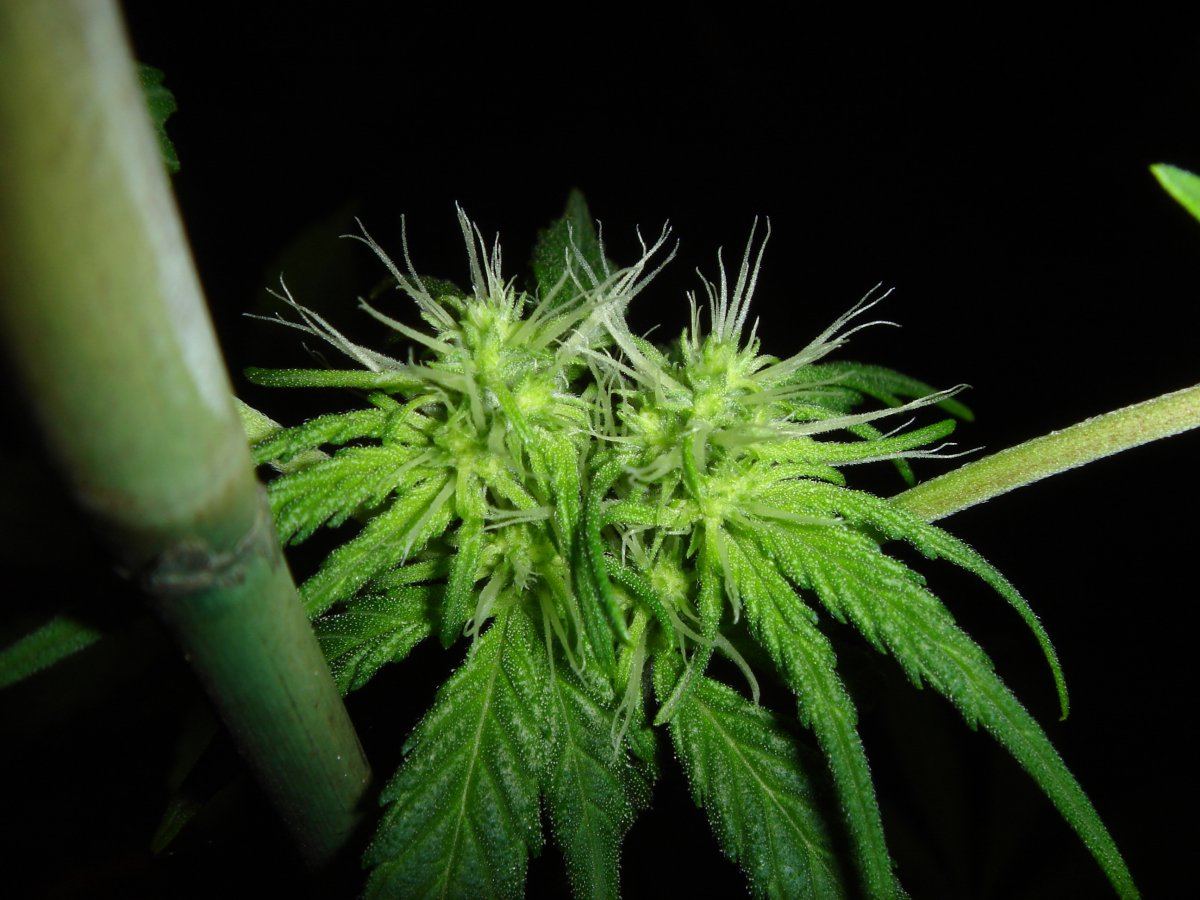 What chuckys got growing 9