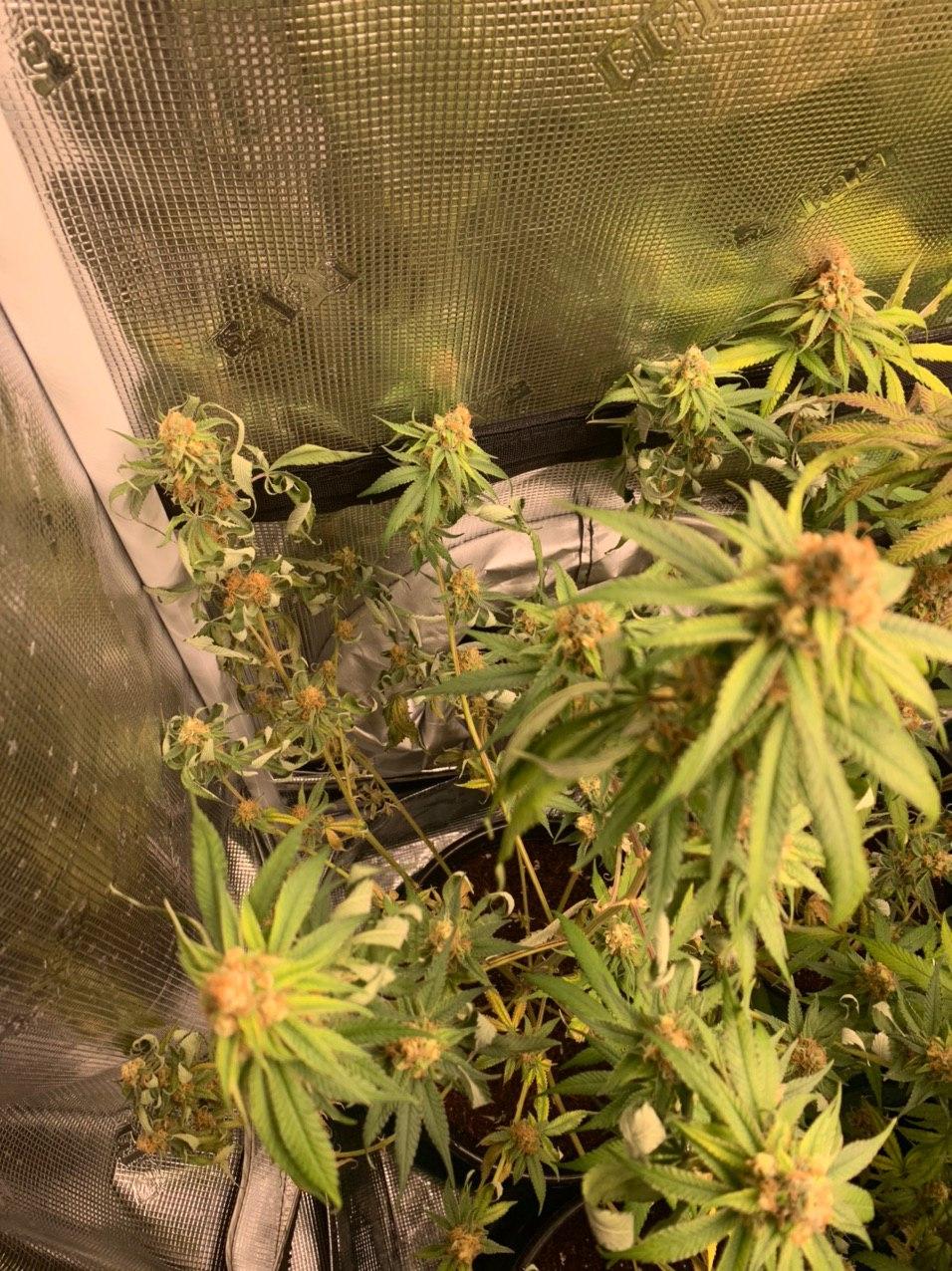 What could be the problem 1st grow week 5 of flower 3