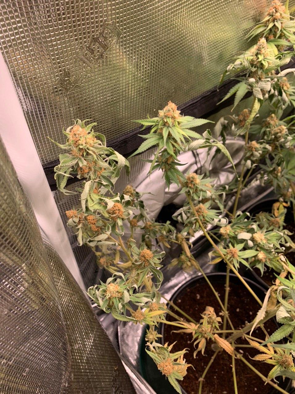 What could be the problem 1st grow week 5 of flower