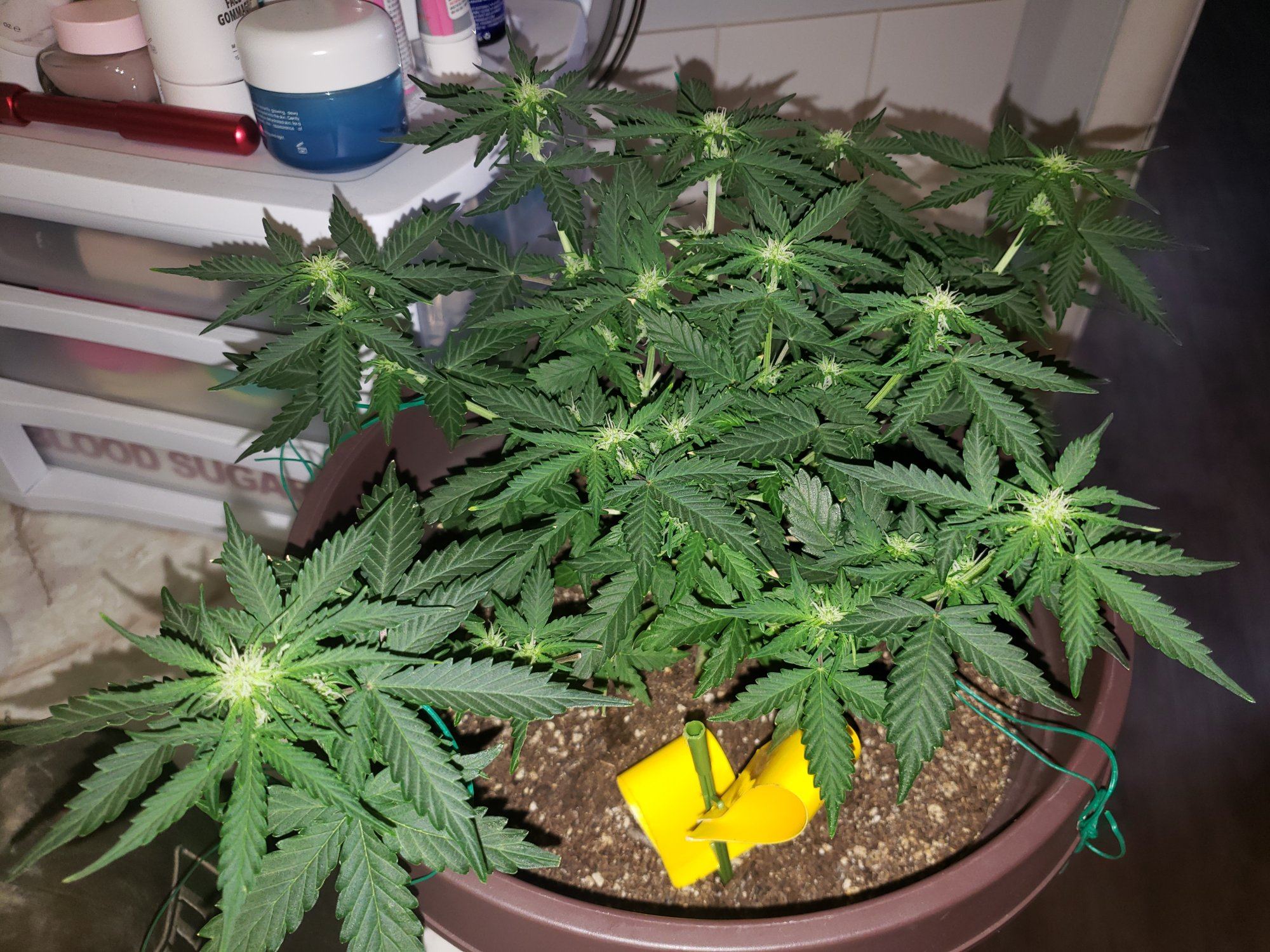 What could this be blue ice auto around 39 days old 2