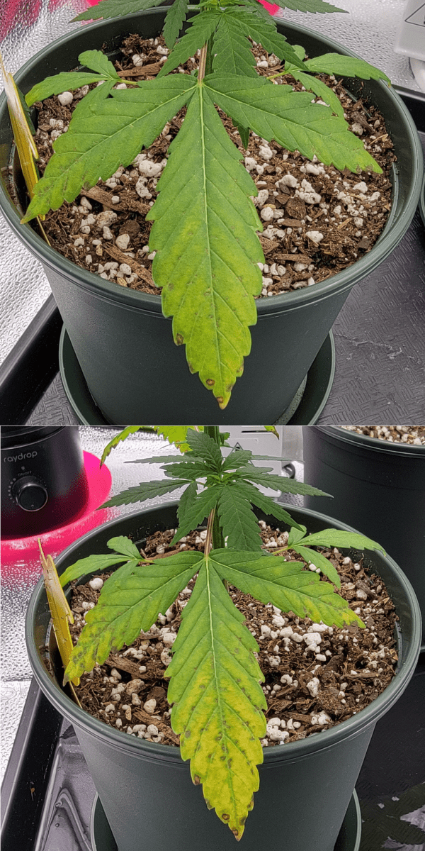 What could this deficiency be