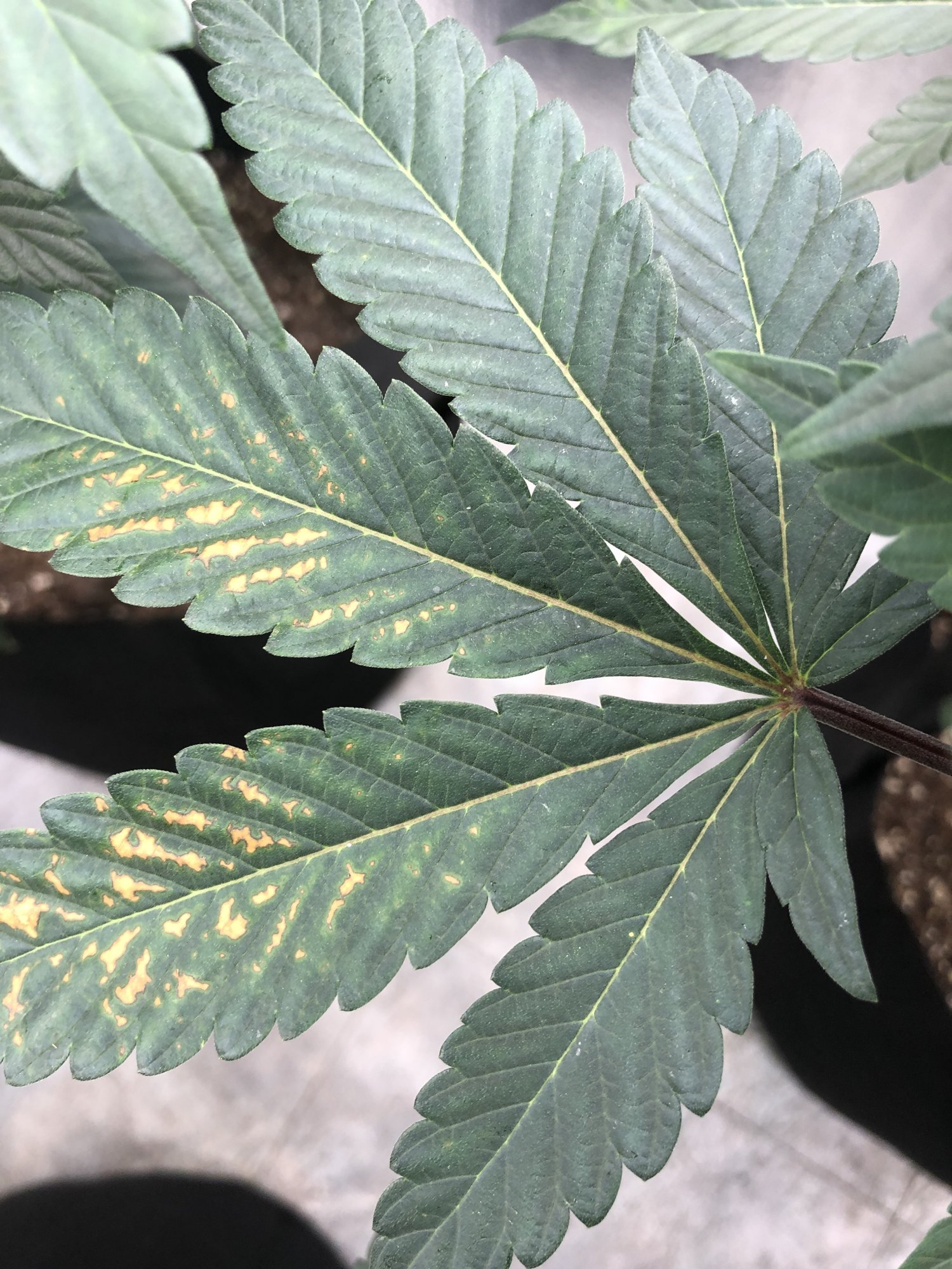 What could this deficiency help 3