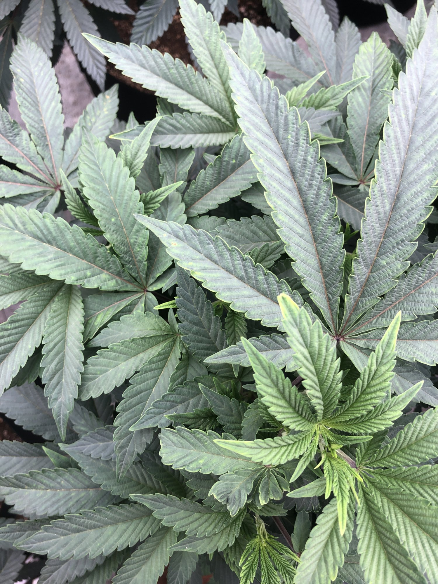 What could this deficiency help