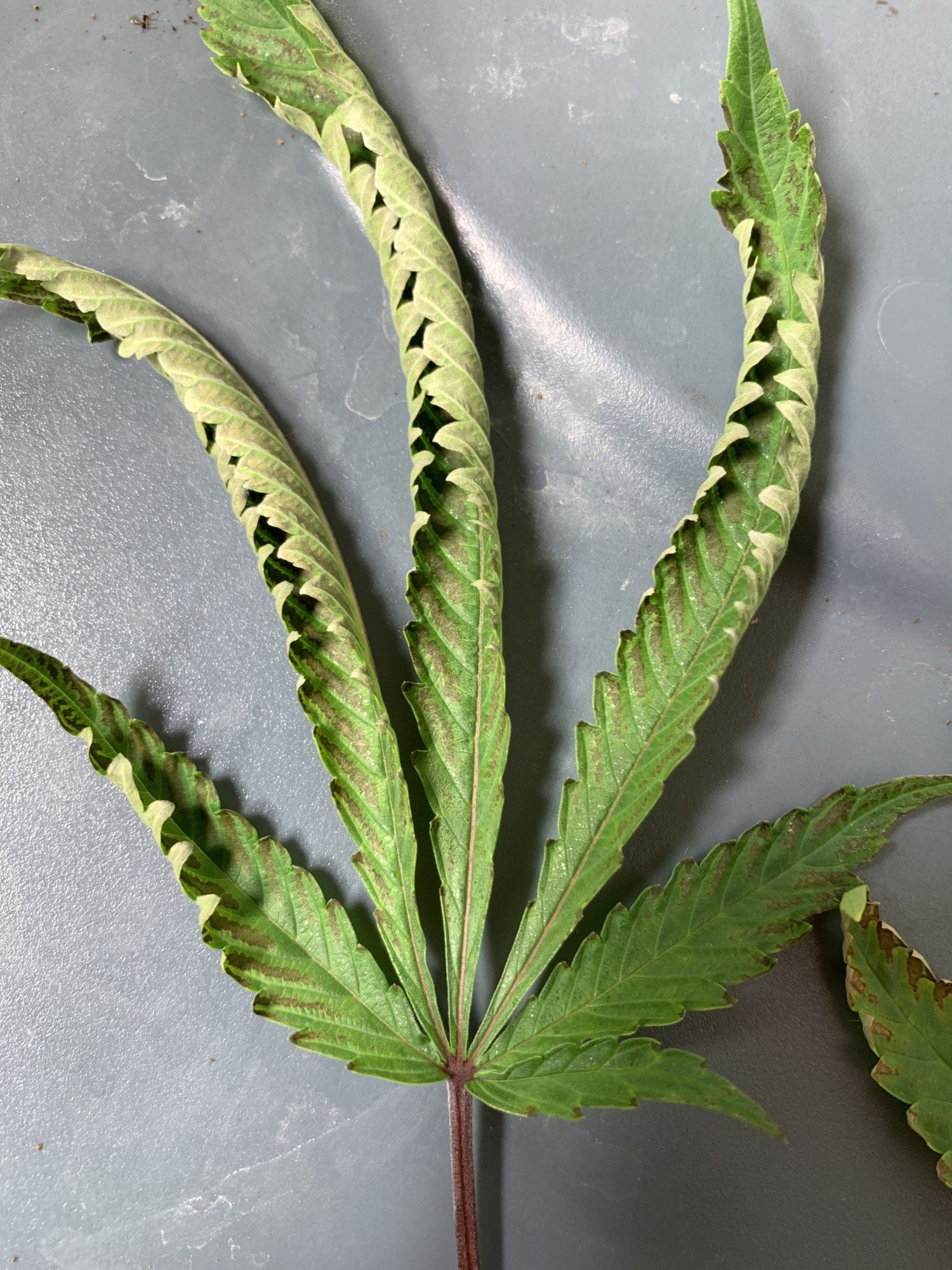 What deficiency 3