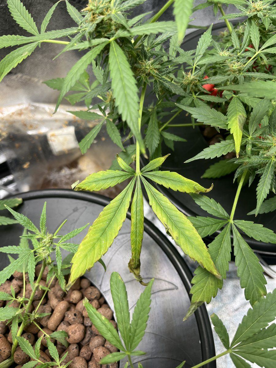 What deficiency am i lacking help